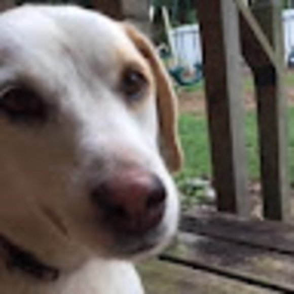 Meet your Posher, Lorelei - Picture 1 of 1